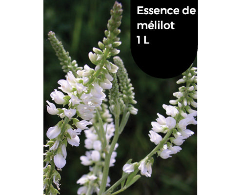 MELILOT ESSENCE - GOURMET SAUVAGE 975 ml